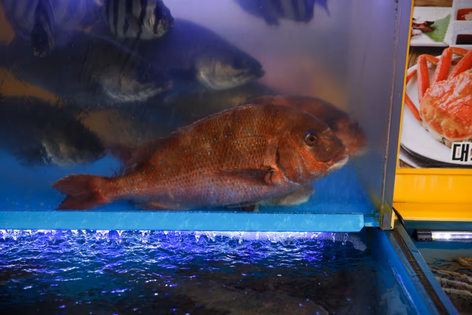 자갈치해안로 횟집 수족관과 활어