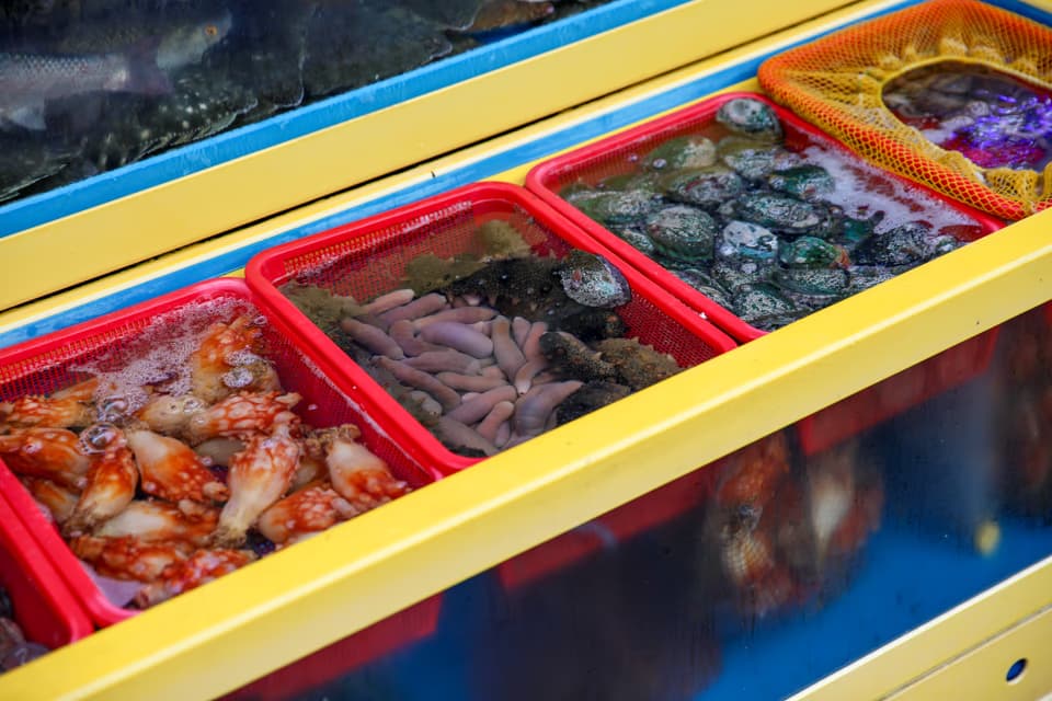 水族箱特寫, 章魚、海鞘、鮑魚、海膽