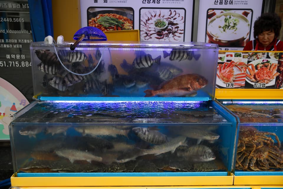 水族箱裡的石斑魚與比目魚, 札嘎其海岸路 #4 札嘎其市場海鮮怎麼吃, 不踩雷完整攻略
